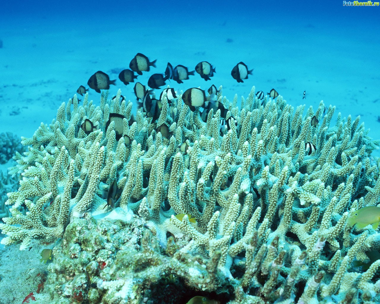 Коралловые полипы роговые кораллы