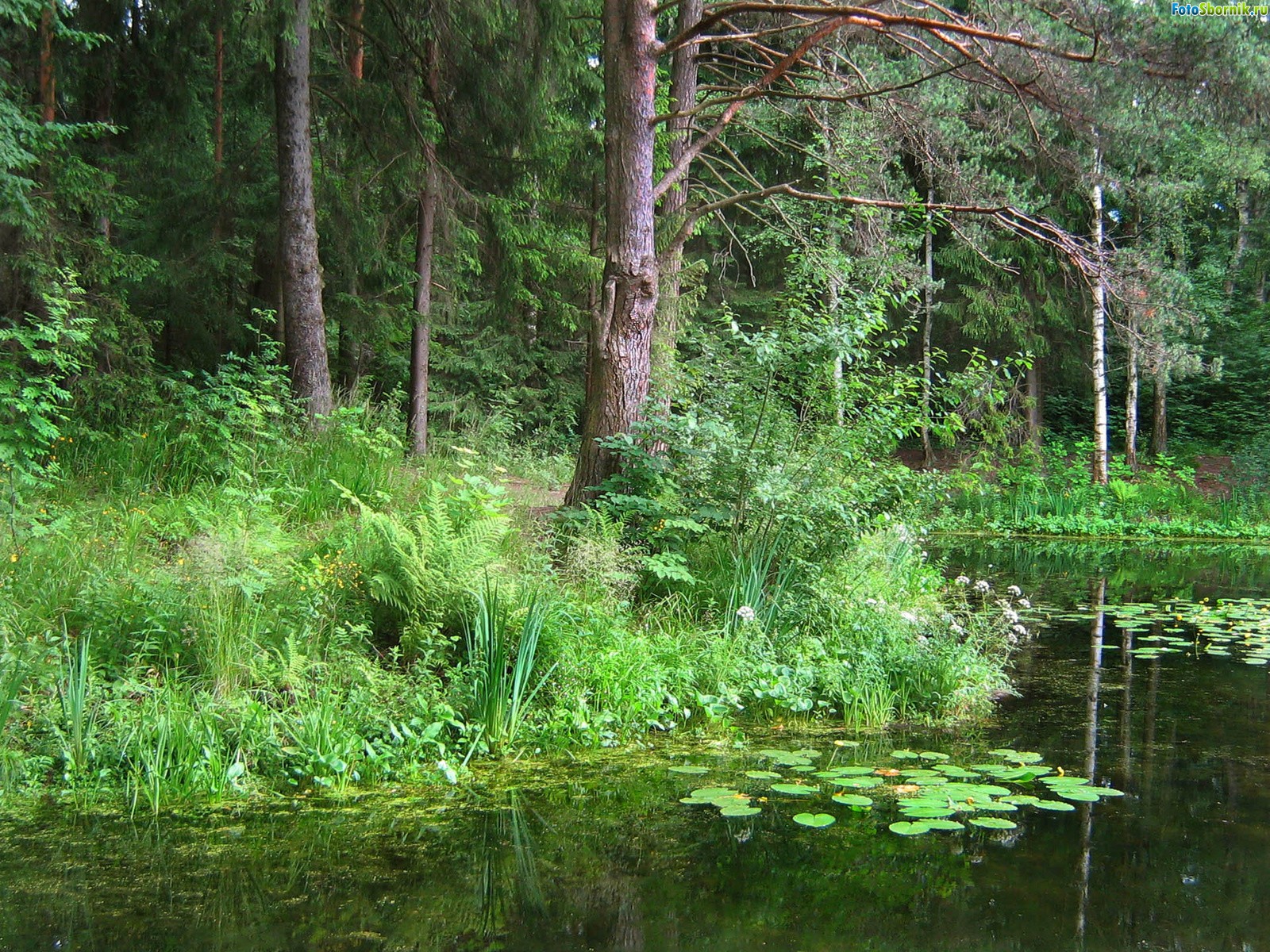 Пруд в лесу