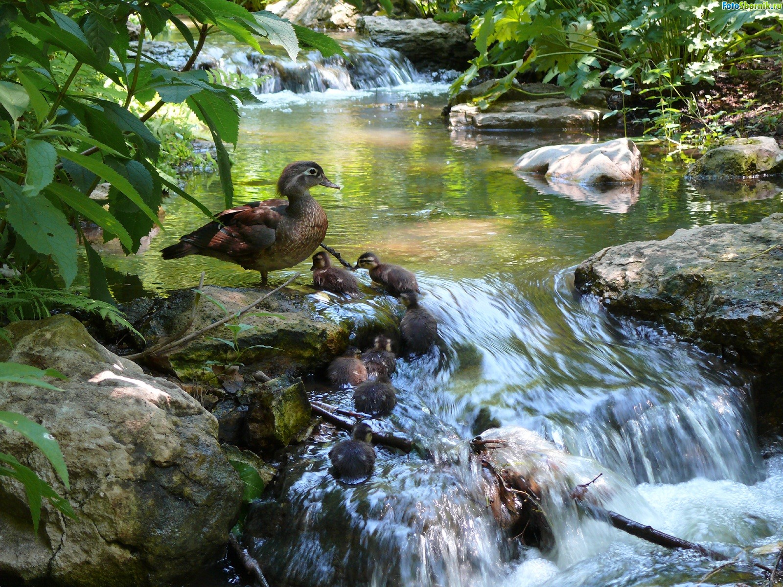 Природа ручей птицы
