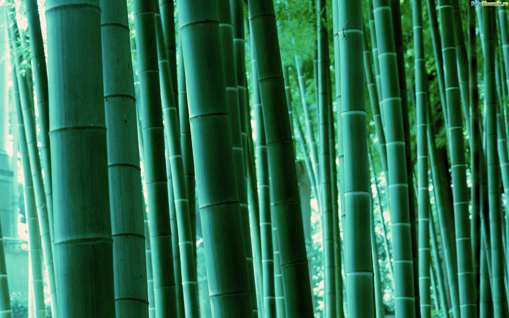 Green bambuk Forest